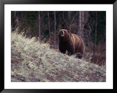Grizzly Bear by Bobby Model Pricing Limited Edition Print image