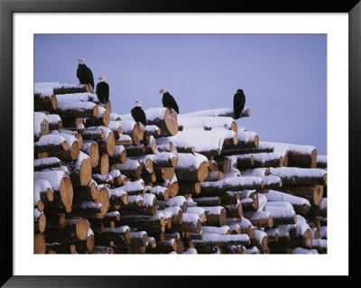 American Bald Eagles Perch On A Stack Of Snow-Covered Logs by Klaus Nigge Pricing Limited Edition Print image