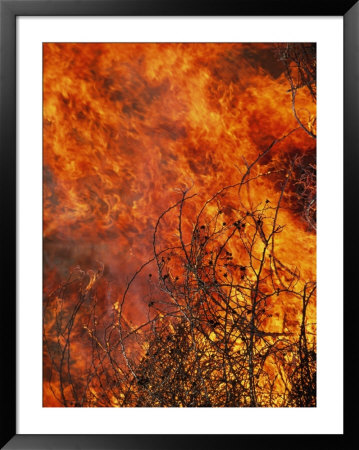 The Flames Of A Controlled Fire On Prairie Land by Joel Sartore Pricing Limited Edition Print image