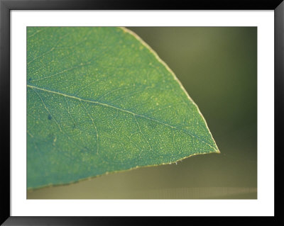 The Backlit Detail Of A Eucalypt Gum Leaf And Delicate Veins, Bunyip State Forest, Australia by Jason Edwards Pricing Limited Edition Print image