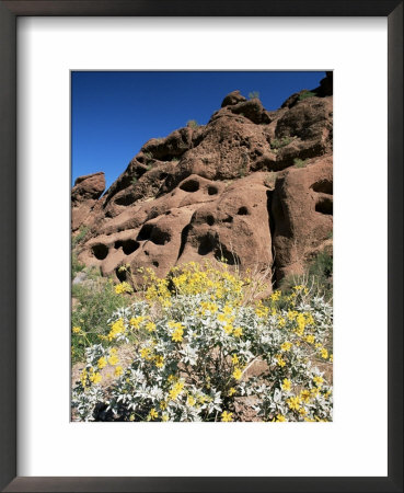 Desert Flora Beneath Camelback Mountain, Echo Canyon Recreation Area, Paradise Valley, Arizona by Ruth Tomlinson Pricing Limited Edition Print image
