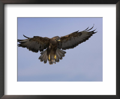 Buzzard (Buteo Buteo), Flying, Captive, Cumbria, England, United Kingdom by Steve & Ann Toon Pricing Limited Edition Print image
