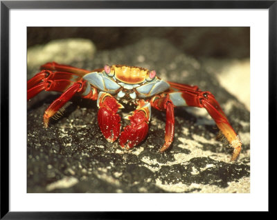 Sally Lightfoot Crab by Tom Ulrich Pricing Limited Edition Print image