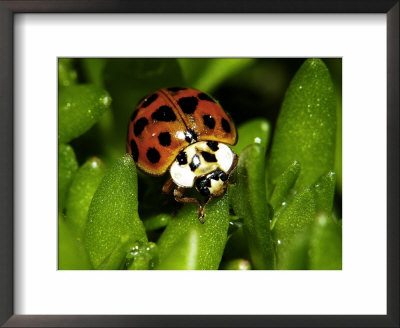 Lady Bug, Coccinella Spp by Larry F. Jernigan Pricing Limited Edition Print image