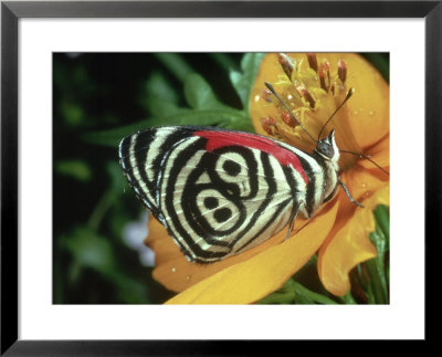 Butterfly, Feeding, Trinidad by Oxford Scientific Pricing Limited Edition Print image