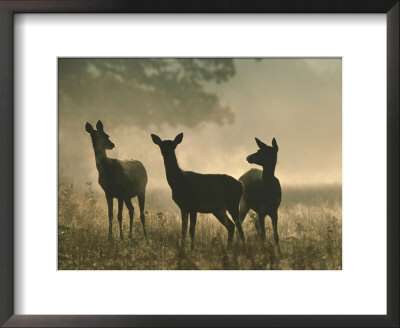 Red Deer Hinds by Mark Hamblin Pricing Limited Edition Print image