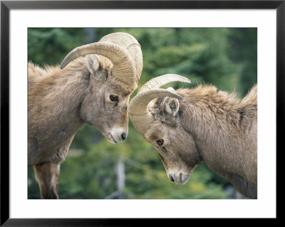 Two Young Bighorn Sheep Come Face To Face by Paul Chesley Pricing Limited Edition Print image