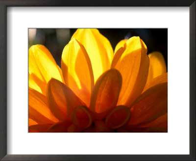 Graphic, Flower, Dahlia (David Howard) Yellow (Backlit), October by Mark Bolton Pricing Limited Edition Print image