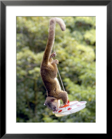 Olingo, Stealing Sugar-Water From Hummingbird Feeder, Monteverde Cloud Forest Preserve, Costa Rica by Michael Fogden Pricing Limited Edition Print image