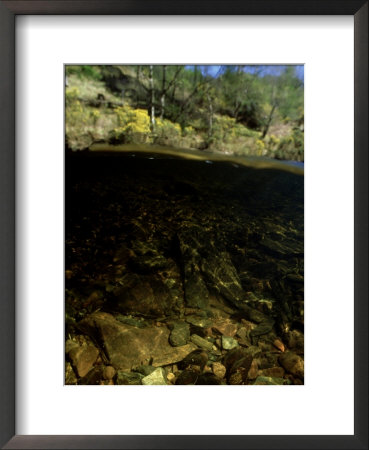 Freshwater Pearl Mussels In Highland River, West Scotland by Sue Scott Pricing Limited Edition Print image