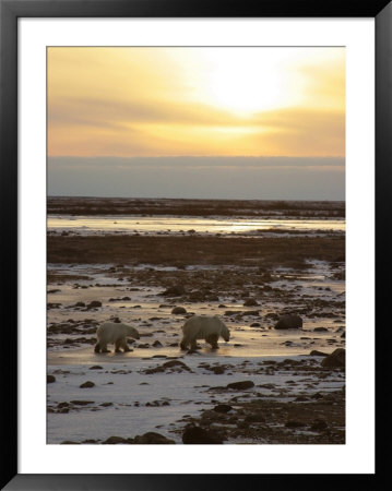 Polar Bear, Ursus Maritimus On Tundra In Churchill by Yvette Cardozo Pricing Limited Edition Print image