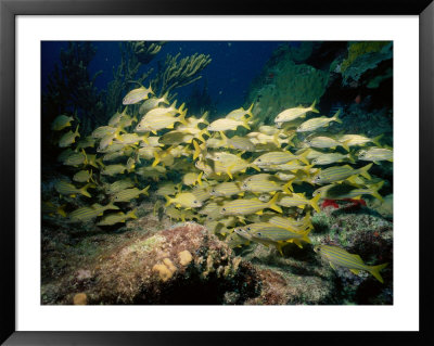 School Of Small Mouth Grunts, Florida Keys by Larry Lipsky Pricing Limited Edition Print image