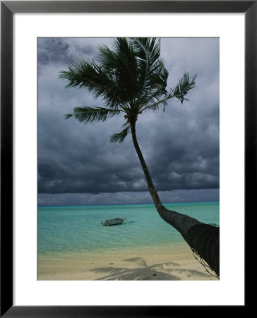 Palm Tree And Its Shadow On A Beach by Todd Gipstein Pricing Limited Edition Print image