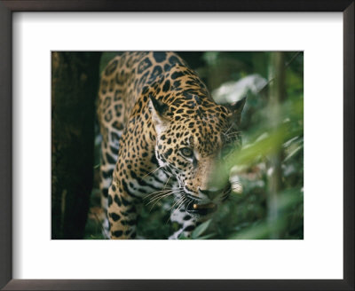 A Captive Leopard Stalks Through The Dark Brush by Skip Brown Pricing Limited Edition Print image