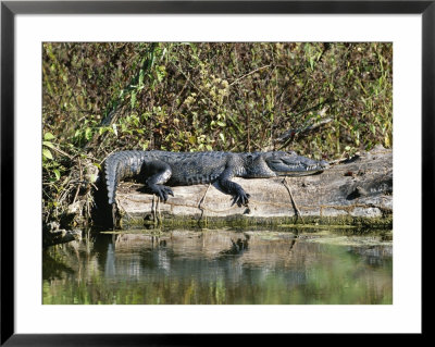 Alligator Basking On Tree Trunk, Belize by Barry Tessman Pricing Limited Edition Print image