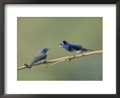 A Male And Female Indian Flycatcher Communicate With Each Other by Roy Toft Pricing Limited Edition Print image