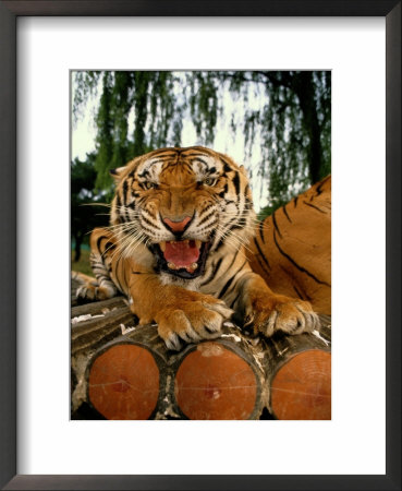 A Captive Tiger Snarls At The The Camera by Paul Chesley Pricing Limited Edition Print image