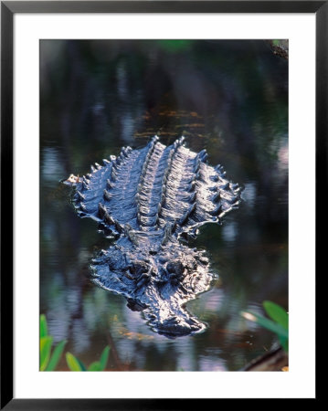 Alligator In Shallow Water by Charles Sleicher Pricing Limited Edition Print image