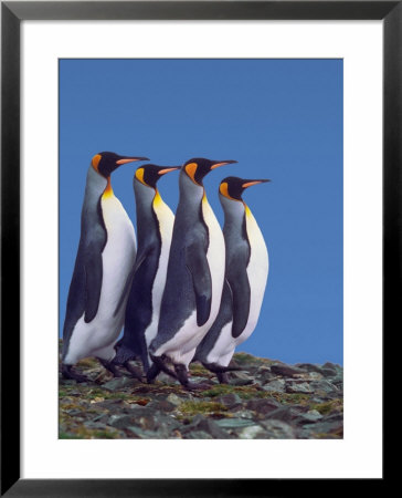 King Penguins In A Mating Ritual March, South Georgia Island by Charles Sleicher Pricing Limited Edition Print image