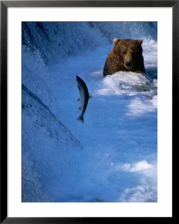 Brown Bear (Grizzly) Fishing At Waterfall, Alaska, Usa by Shannon Nace Pricing Limited Edition Print image