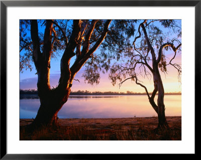 Trees On Edge Of Lake Mournpoul, Hattah-Kulkyne National Park, Australia by Paul Sinclair Pricing Limited Edition Print image
