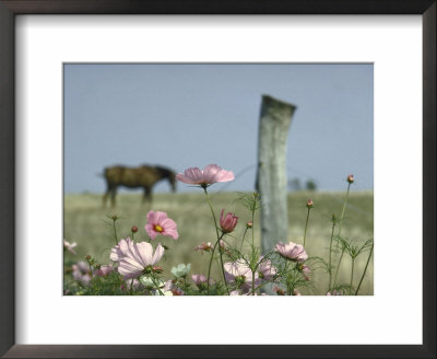 Close Up Of Pink And White Wild Flowers Most In Full Bloom With Some Budding On Martha's Vineyard by Alfred Eisenstaedt Pricing Limited Edition Print image