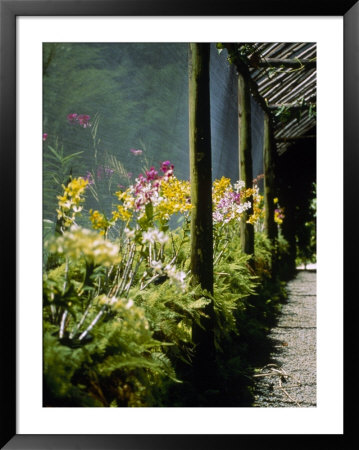 Orchids, Garden Of The Sleeping Giant, Fiji by Richard Cummins Pricing Limited Edition Print image