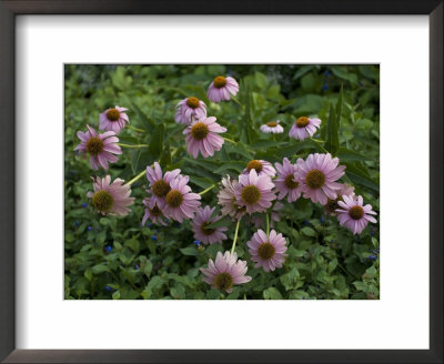Purple Cone Flowers On The University Of Nebraska-Lincoln Campus by Joel Sartore Pricing Limited Edition Print image