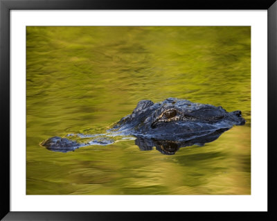 American Alligator At An Alligator Farm, St. Augustine, Florida, Usa by Arthur Morris Pricing Limited Edition Print image