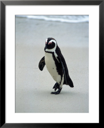 Penguins (Spheniscus Demersus), South Africa by Bob Burch Pricing Limited Edition Print image