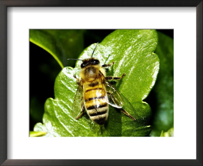 Honey Bee, Apis Mellifera by Larry Jernigan Pricing Limited Edition Print image
