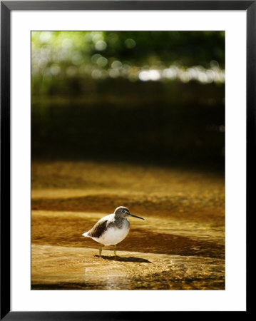 Common Sandpiper In Shallow Sandy River, Madhya Pradesh, India by Elliott Neep Pricing Limited Edition Print image