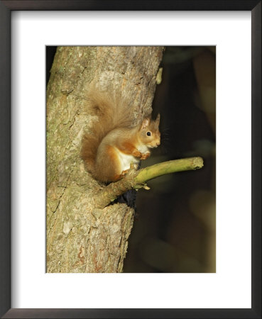 Red Squirrel, Adult In Tree, Scotland by Mark Hamblin Pricing Limited Edition Print image