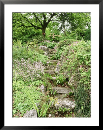 Stone Steps Through Rockery With Asplenium, Dryopteris, Saxifraga & Clematis, Somerset by Mark Bolton Pricing Limited Edition Print image
