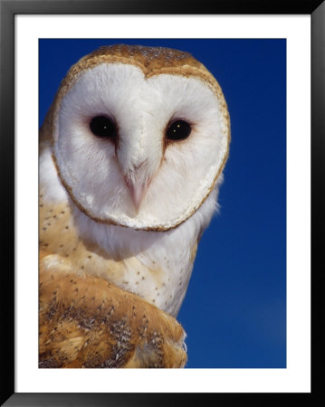 Barn Owl by Russell Burden Pricing Limited Edition Print image