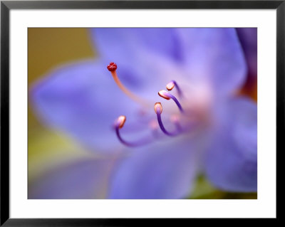 Rhododendron Russautinii, Close-Up Of Flower, March by Susie Mccaffrey Pricing Limited Edition Print image