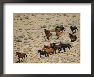 A Herd Of Wild Horses Gallops Across The Dry Terrain by Melissa Farlow Pricing Limited Edition Print image