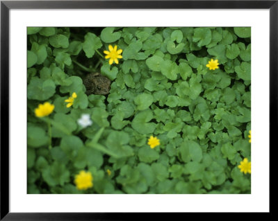 A Toad Sits In A Clump Of Marsh Marigolds In Spring by Taylor S. Kennedy Pricing Limited Edition Print image