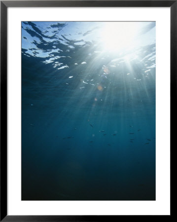 Rays Of Sunlight Beaming Through Clear Water With Small Fish Nearby by Bill Curtsinger Pricing Limited Edition Print image
