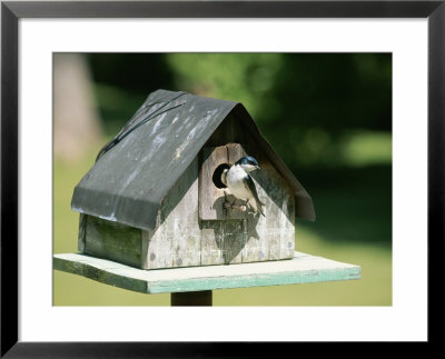 A Tree Swallow Perched At The Door Of A Birdhouse by Taylor S. Kennedy Pricing Limited Edition Print image