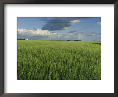 Wide Open Spaces Of The Saskatchewan Plains North Of Balcarres by Michael S. Lewis Pricing Limited Edition Print image