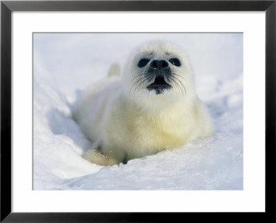 A Newborn Gray Seal Pup Lifts Its Head And Stares Directly At The Camera by Norbert Rosing Pricing Limited Edition Print image