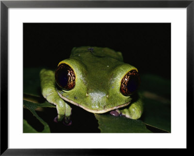Close-Up Of A Green Tree Frog by Mattias Klum Pricing Limited Edition Print image