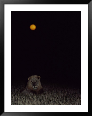 Strobe Lighting Catches A Resting African Lion As The Full Moon Rises In The Background by Beverly Joubert Pricing Limited Edition Print image