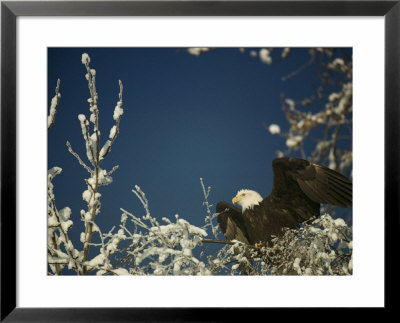 Bald Eagle On Snow-Covered Tree by Steve Raymer Pricing Limited Edition Print image