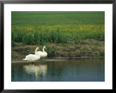 Pair Of Mute Swans Standing At Waters Edge by Klaus Nigge Pricing Limited Edition Print image