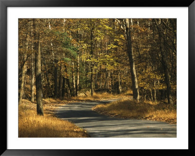 Forest Service Road Cuts Through George Washington National Forest by Raymond Gehman Pricing Limited Edition Print image