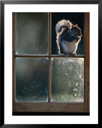 Grey Squirrel (Sclurus Carolinensis) Perched In Window Frame, Llanidloes, United Kingdom by Andrew Parkinson Pricing Limited Edition Print image