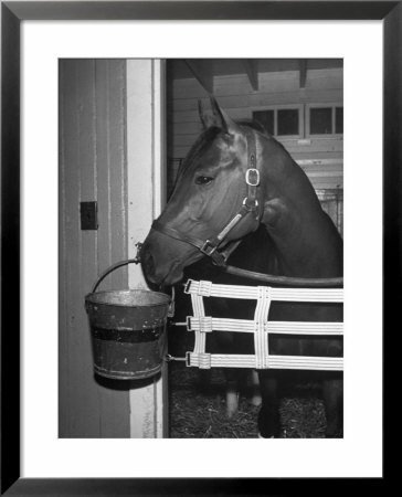 Citation In Stall by Tony Linck Pricing Limited Edition Print image