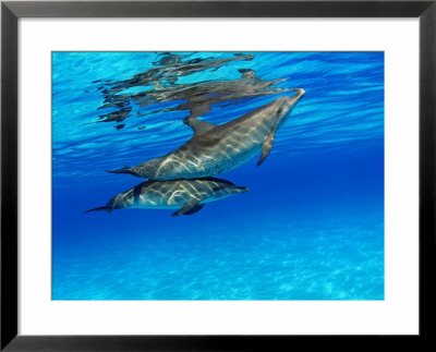 Atlantic Spotted Dolphin, Bahamas by David B. Fleetham Pricing Limited Edition Print image